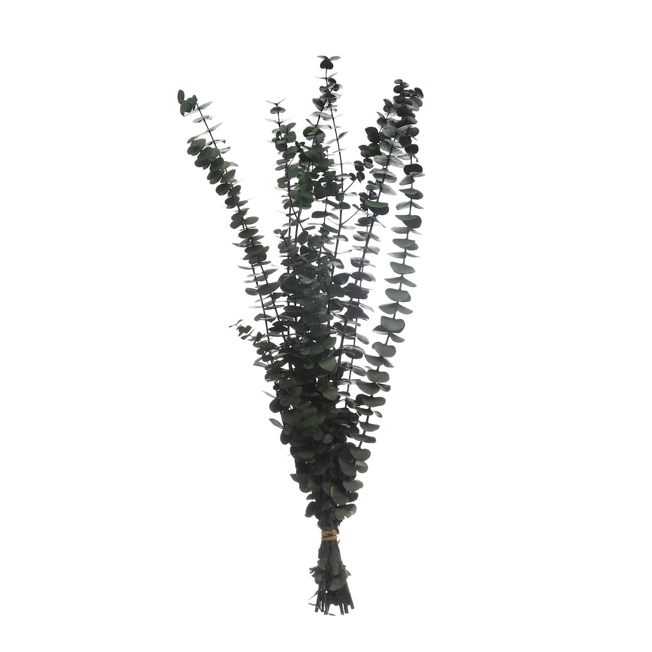 24 Pack: Dark Green Dried Eucalyptus Bundle by Ashland®